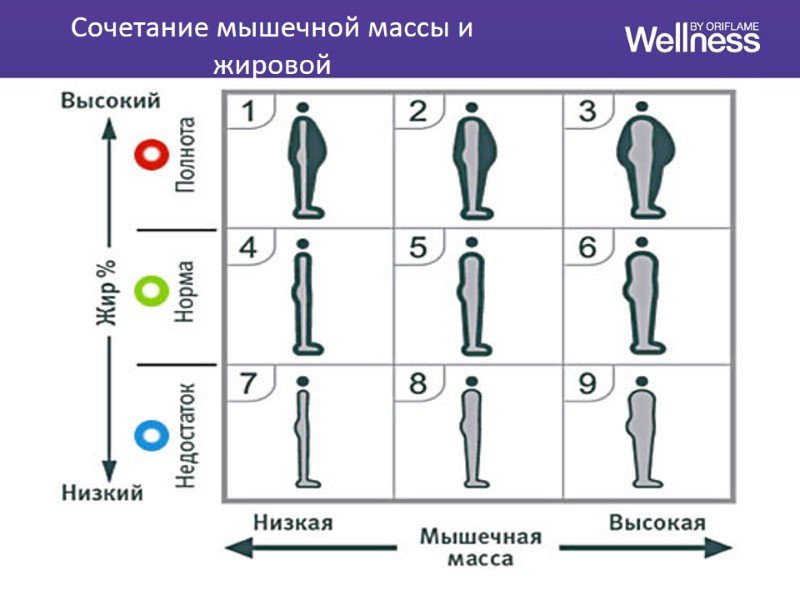 Сочетание мышечной массы и жировой